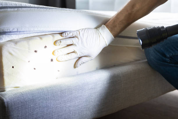 Best Wasp Removal Services  in Townsend, DE