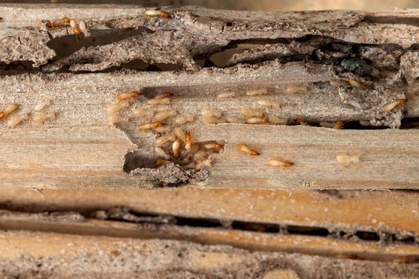 Best Pest Prevention Services  in Townsend, DE
