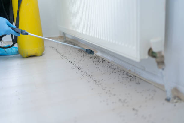 Best Wasp Removal Services  in Townsend, DE