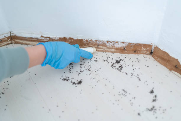 Best Commercial Pest Control Services  in Townsend, DE